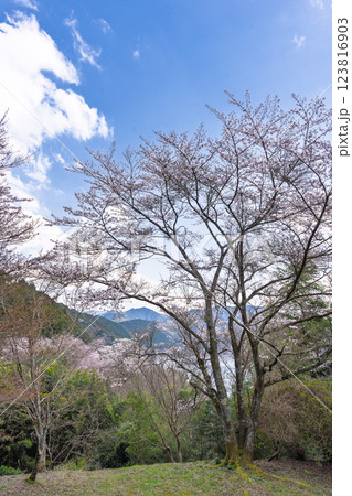 八幡神社周辺風景「 奥球磨県立自然公園・市房ダム桜風景」(熊本県球磨郡水上村湯山) 八幡神社周辺風景「 奥球磨県立自然公園・市房ダム桜風景」(熊本県球磨郡水上村湯山) 123816903