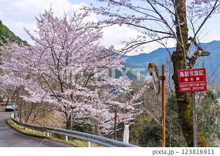 さくら並木「 奥球磨県立自然公園・市房ダム桜風景」(熊本県球磨郡水上村湯山) さくら並木「 奥球磨県立自然公園・市房ダム桜風景」(熊本県球磨郡水上村湯山) 123816911