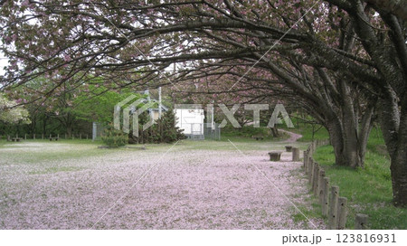 満開の八重桜と花びらの絨毯 満開の八重桜と花びらの絨毯 123816931