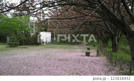 満開の八重桜と花びらの絨毯 123816932
