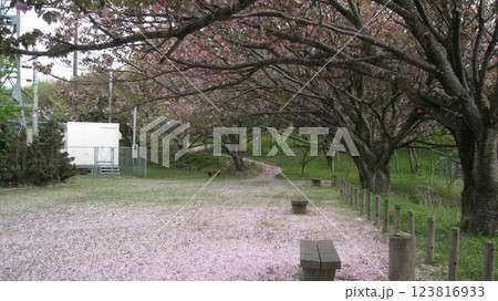 満開の八重桜と花びらの絨毯 123816933