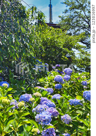 本土寺 美しいあじさいと五重塔(千葉県松戸市) 本土寺 美しいあじさいと五重塔(千葉県松戸市) 123816997