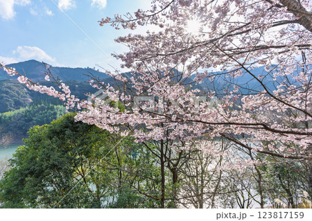 春の光芒と桜の木「 奥球磨県立自然公園・市房ダム桜風景」(熊本県球磨郡水上村湯山) 123817159