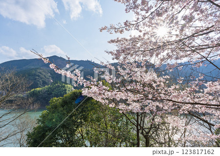 春の光芒と桜の木「 奥球磨県立自然公園・市房ダム桜風景」(熊本県球磨郡水上村湯山) 123817162