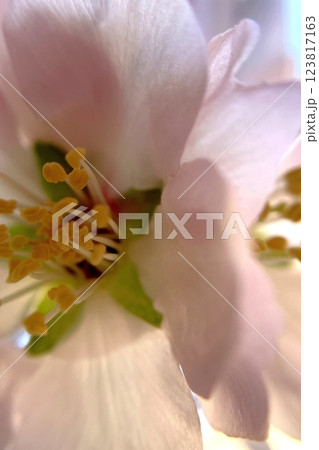 Spring Blossom Macro Photography.A detailed close-up photograph of a delicate white spring flower in full bloom, highlighting its intricate petals and stamens. 123817163