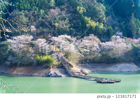 春の陽ざしを浴びているダム湖風景「 奥球磨県立自然公園・市房ダム桜風景」(熊本県球磨郡水上村湯山) 春の陽ざしを浴びているダム湖風景「 奥球磨県立自然公園・市房ダム桜風景」(熊本県球磨郡水上村湯山) 123817171