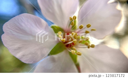 Spring Blossom Macro Photography.A detailed close-up photograph of a delicate white spring flower in full bloom, highlighting its intricate petals and stamens. Spring Blossom Macro Photography.A detailed close-up photograph of a delicate white spring flower in full bloom, highlighting its intricate petals and stamens. 123817172
