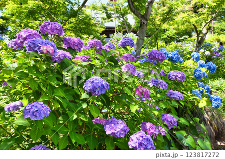 本土寺　美しいあじさい（千葉県松戸市） 123817272