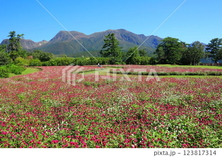くじゅう連山と満開の千日紅畑(竹田市久住町) くじゅう連山と満開の千日紅畑(竹田市久住町) 123817314