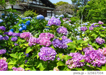 本土寺　美しいあじさい（千葉県松戸市） 123817334