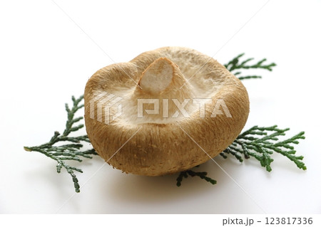 生しいたけ 123817336