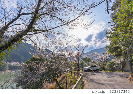 春の陽ざしに映える市房ダム山岳道路風景 (桜の花が咲く季節) (熊本県球磨郡水上村湯山) 春の陽ざしに映える市房ダム山岳道路風景 (桜の花が咲く季節) (熊本県球磨郡水上村湯山) 123817346