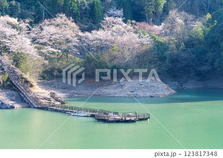 春の陽ざしを浴びているダム湖風景「 奥球磨県立自然公園・市房ダム桜風景」(熊本県球磨郡水上村湯山) 春の陽ざしを浴びているダム湖風景「 奥球磨県立自然公園・市房ダム桜風景」(熊本県球磨郡水上村湯山) 123817348