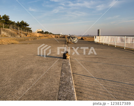サビ猫のいる海岸風景 サビ猫のいる海岸風景 123817389