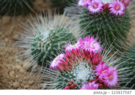 ピンク色のサボテンの花 123817587