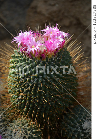 ピンク色のサボテンの花 ピンク色のサボテンの花 123817588