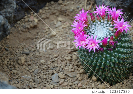 ピンク色のサボテンの花 ピンク色のサボテンの花 123817589