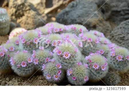 ピンク色のサボテンの花 123817593