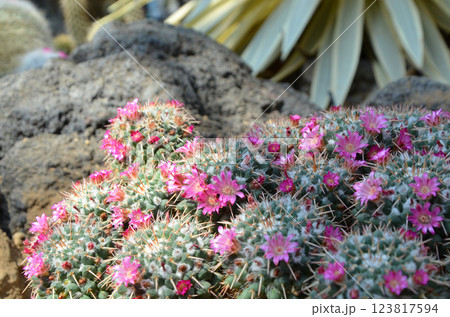 ピンク色のサボテンの花 ピンク色のサボテンの花 123817594