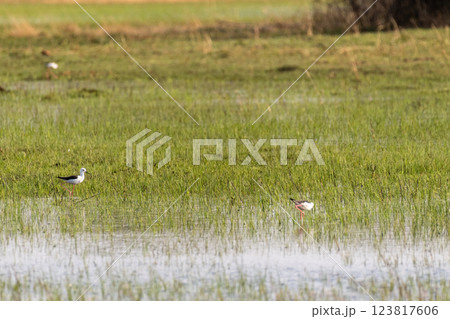 Black-winged stilt in the Okavango Black-winged stilt in the Okavango 123817606