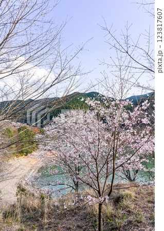 桜の花が咲く季節に映える 奥球磨県立自然公園・市房ダム風景 (熊本県球磨郡水上村湯山) 桜の花が咲く季節に映える 奥球磨県立自然公園・市房ダム風景 (熊本県球磨郡水上村湯山) 123817607