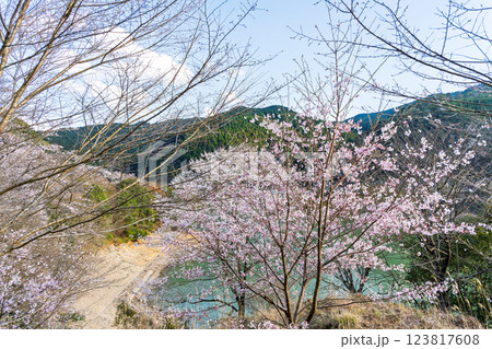桜の花が咲く季節に映える 奥球磨県立自然公園・市房ダム風景 (熊本県球磨郡水上村湯山) 桜の花が咲く季節に映える 奥球磨県立自然公園・市房ダム風景 (熊本県球磨郡水上村湯山) 123817608