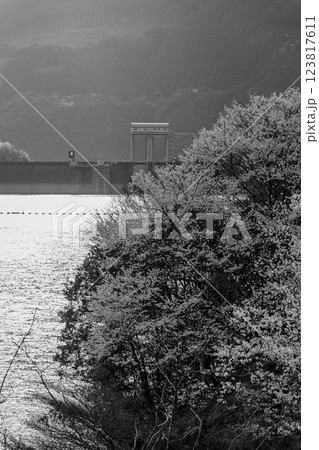 モノクロ　桜の花が咲く季節に映える　 奥球磨県立自然公園・市房ダム風景　(熊本県球磨郡水上村湯山) 123817611