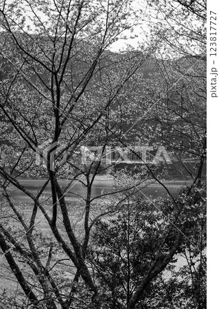 モノクロ 桜の花が咲く季節に映える  奥球磨県立自然公園・市房ダム風景 (熊本県球磨郡水上村湯山) モノクロ 桜の花が咲く季節に映える  奥球磨県立自然公園・市房ダム風景 (熊本県球磨郡水上村湯山) 123817727