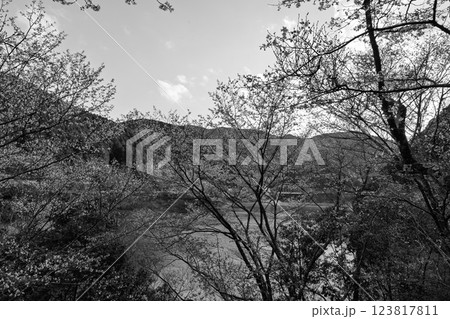 モノクロ 桜の花が咲く季節に映える  奥球磨県立自然公園・市房ダム風景 (熊本県球磨郡水上村湯山) モノクロ 桜の花が咲く季節に映える  奥球磨県立自然公園・市房ダム風景 (熊本県球磨郡水上村湯山) 123817811