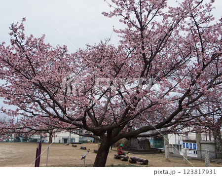 日立紅寒桜 日立紅寒桜 123817931