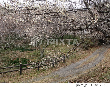 諏訪梅林の梅 123817936