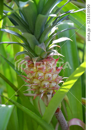 ミニパイナップル ミニパイナップル 123818090