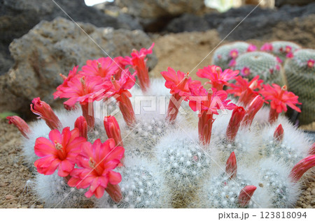 赤色のサボテンの花 123818094