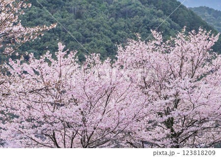 夕暮れ　桜の花が咲く季節に映える　 奥球磨県立自然公園・市房ダム風景　(熊本県球磨郡水上村湯山) 123818209