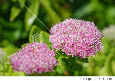 水滴が彩るオオベンケイソウの美しさ 123818446