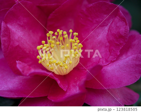 サザンカの花のクローズアップ 123818505