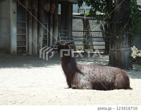 上野動物園のラマ 123818710