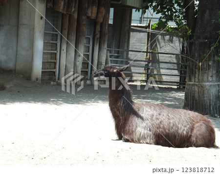上野動物園のラマ 123818712
