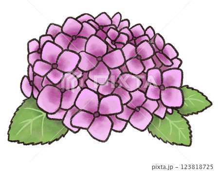 赤紫色のあじさい 123818725