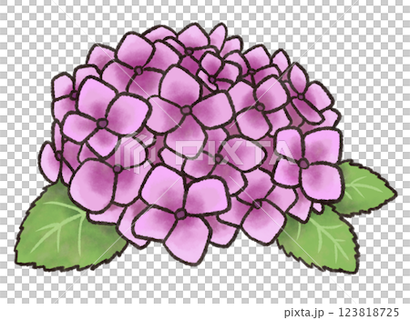 赤紫色のあじさい 123818725