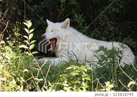 あくびをするオオカミ あくびをするオオカミ 123818745