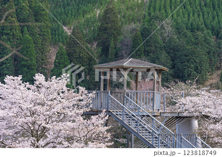 観光・行楽スポット 桜の花が咲く季節に映える汗の原 親水公園   (熊本県球磨郡水上村湯山) 観光・行楽スポット 桜の花が咲く季節に映える汗の原 親水公園   (熊本県球磨郡水上村湯山) 123818749