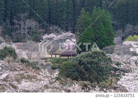 観光・行楽スポット　桜の花が咲く季節に映える汗の原　親水公園　 　(熊本県球磨郡水上村湯山) 123818751