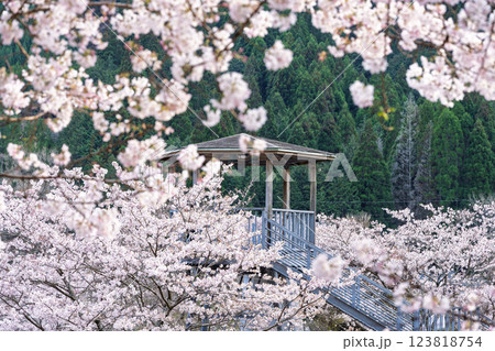 観光・行楽スポット　桜の花が咲く季節に映える汗の原　親水公園　 　(熊本県球磨郡水上村湯山) 123818754