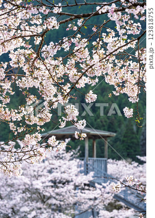 観光・行楽スポット 桜の花が咲く季節に映える汗の原 親水公園 (熊本県球磨郡水上村湯山) 観光・行楽スポット 桜の花が咲く季節に映える汗の原 親水公園 (熊本県球磨郡水上村湯山) 123818755