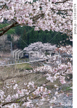 観光・行楽スポット　桜の花が咲く季節に映える汗の原　親水公園　 　(熊本県球磨郡水上村湯山) 123818774