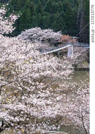 観光・行楽スポット 桜の花が咲く季節に映える汗の原 親水公園 (熊本県球磨郡水上村湯山) 観光・行楽スポット 桜の花が咲く季節に映える汗の原 親水公園 (熊本県球磨郡水上村湯山) 123818776