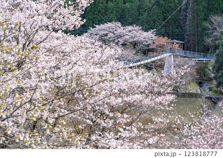 観光・行楽スポット 桜の花が咲く季節に映える汗の原 親水公園 (熊本県球磨郡水上村湯山) 観光・行楽スポット 桜の花が咲く季節に映える汗の原 親水公園 (熊本県球磨郡水上村湯山) 123818777