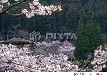 観光・行楽スポット　桜の花が咲く季節に映える汗の原　親水公園　 　(熊本県球磨郡水上村湯山) 123818778