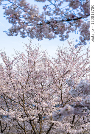 観光・行楽スポット　桜の花が咲く季節に映える汗の原　親水公園　 　(熊本県球磨郡水上村湯山) 123818780